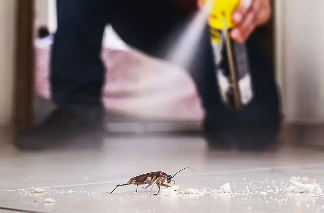 Close-up of cockroach being sprayed during pest control in kitchen