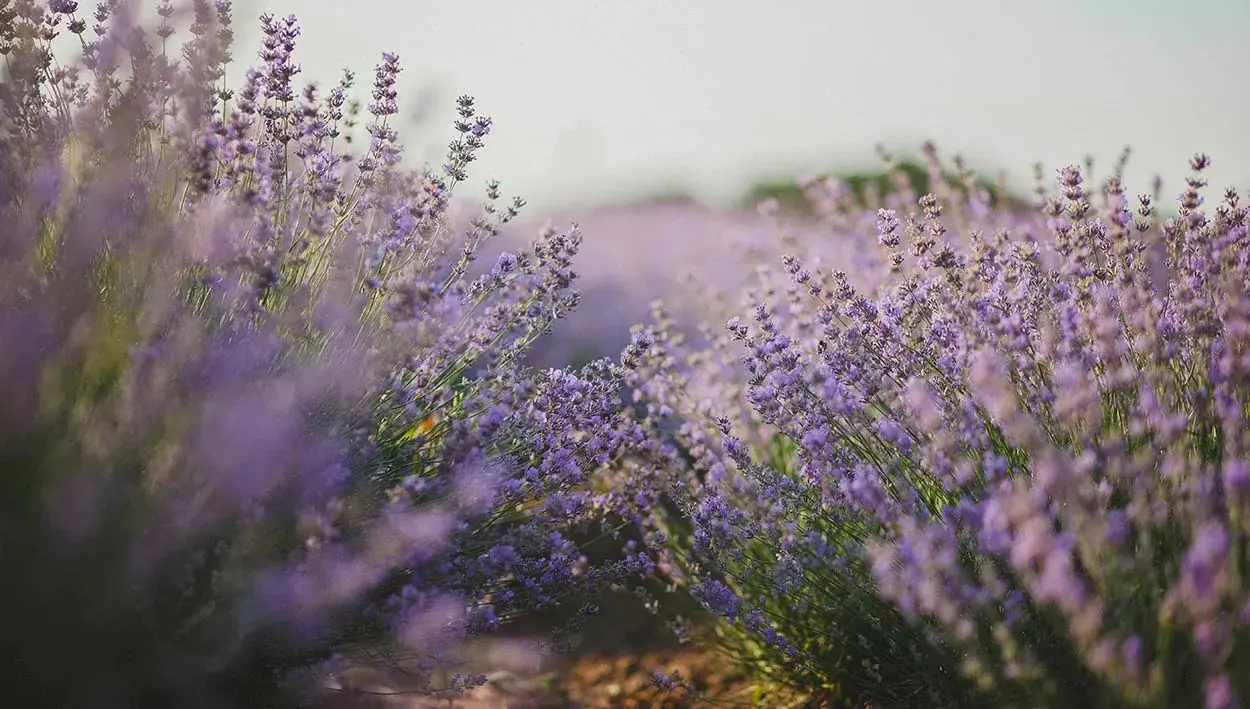 Lavender field used in natural air freshener recipes for a fresh home scent